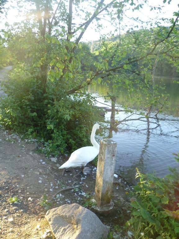 Storchennest Leilighet Bad Säckingen Eksteriør bilde